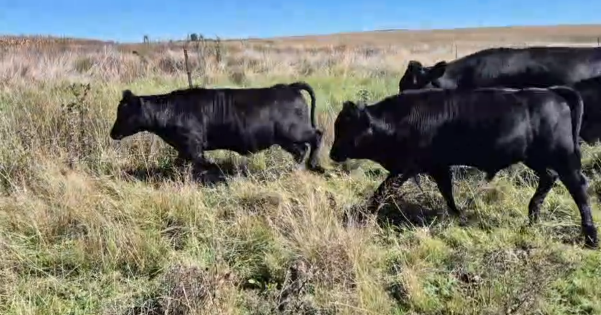 Lot 11 | BKB STANDERTON AANLYN VEILING | SwiftVEE | South Africa’s ...