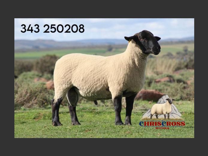 343250208 | CHRISCROSS SUFFOLKS