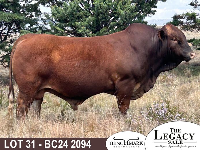 BC242094 | NO 8 CATTLE CO (PTY) LTD
