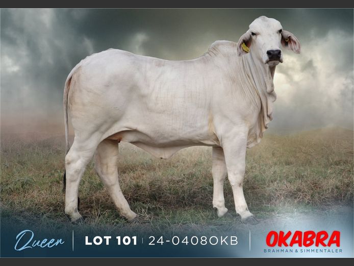 23-0408 OKB | OKABRA BRAHMAN