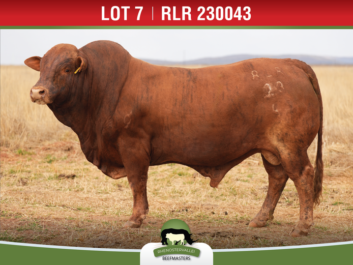 RLR 230043 | J.H. MEYER