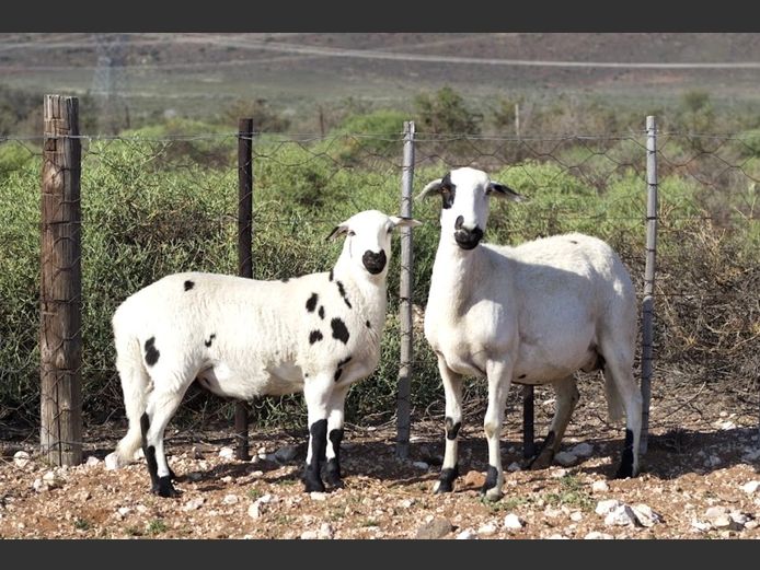 KM 24-274 | Kanyezi Meatmasters