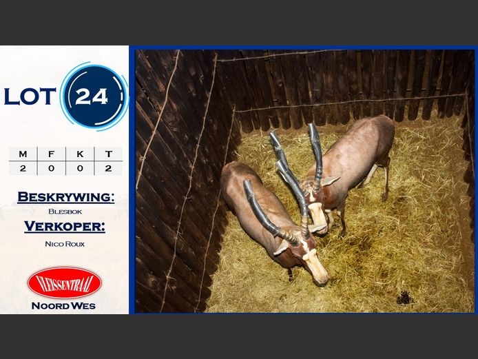 Blesbok