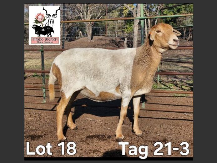 21-03 | PRINSLOO BOERDERY