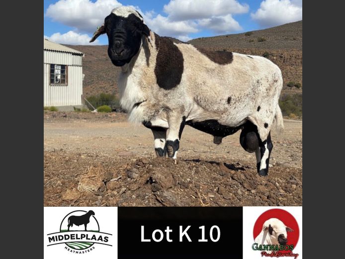 Commercial Ram | Middelplaas Meatmasters