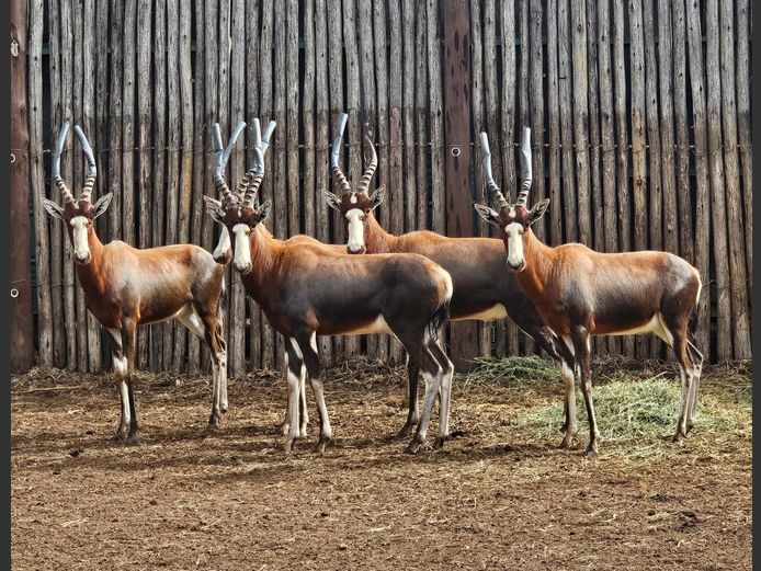 BLESBUCK | HS BODEMER