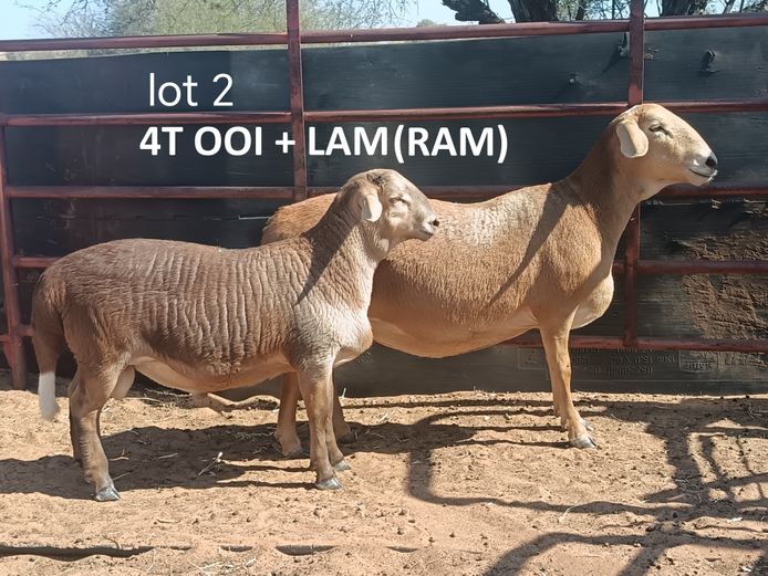 PD 24224 | COENIE VD MERWE