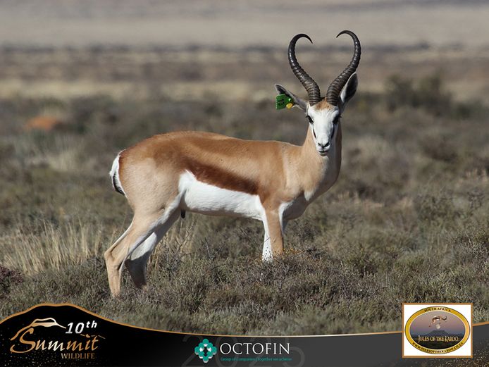 18 5/8" Springbok Ram