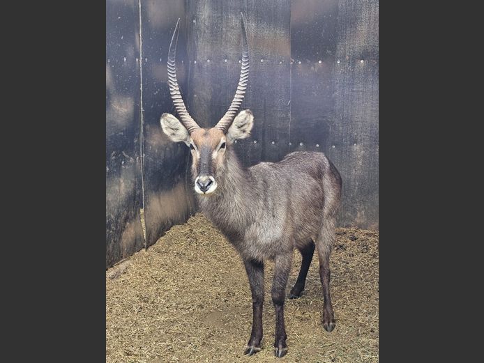 WATERBUCK | MABALINGWE