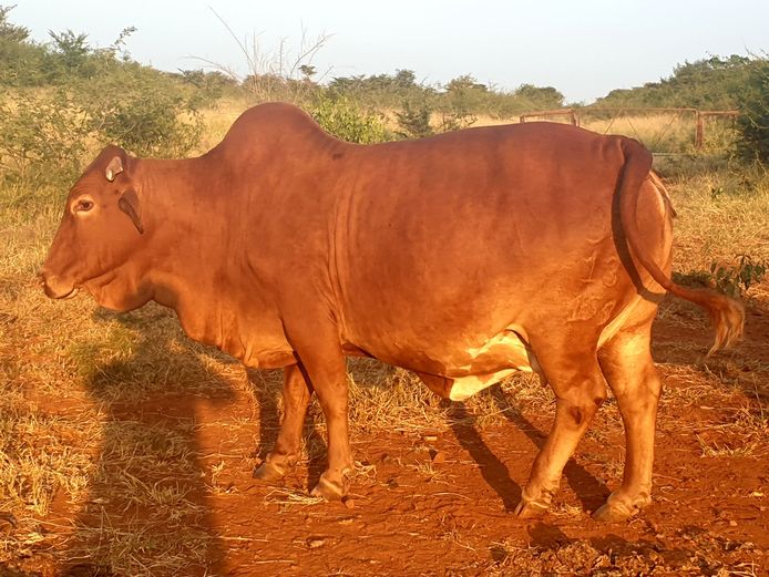 Commercial Animals | ZOUTPANSBERG BORANE