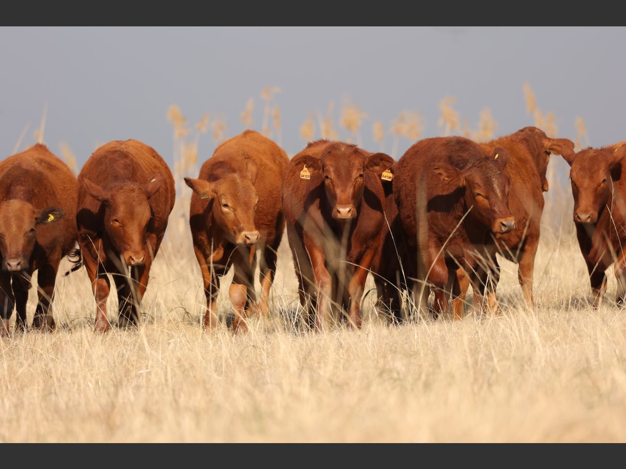 Lot 30 | PRESTIGE AANTEELVEILING | SwiftVEE | South Africa’s Leading ...