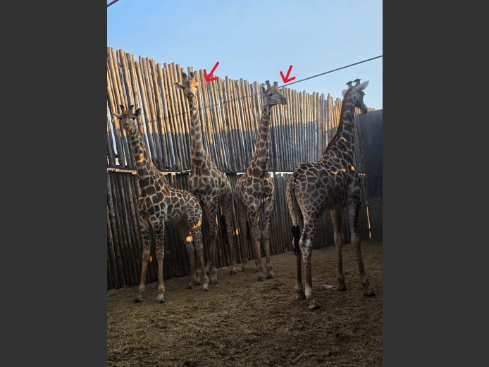 KAMEELPERD | HUGOMOND BOERDERY