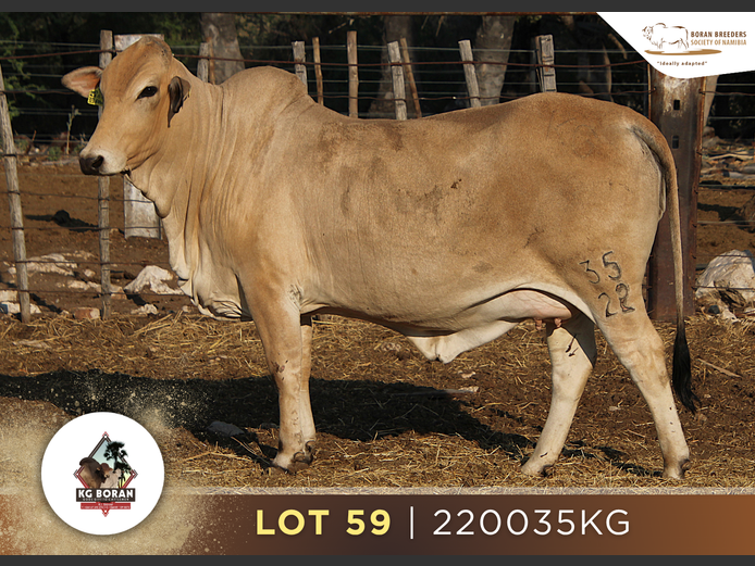 22-0035KG | GUNZEL BORAN