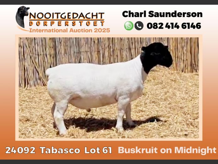 2250 24 0092 | Nooitgedacht Dorpers