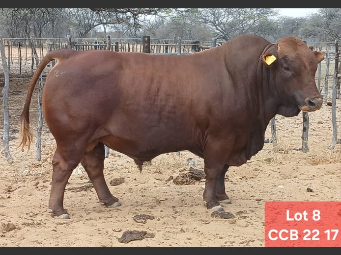 CCB220017HH(c) | CATTLE COUNTRY BONSMARAS