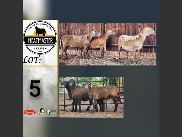 Ooie | Ja-Nee Boerdery