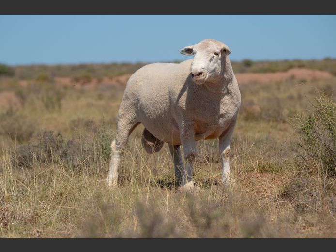 T 240413 | TWEE BROERS DORMER STOET