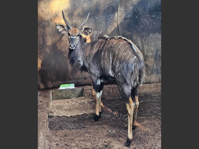 NYALA | KRUIS RIVIER