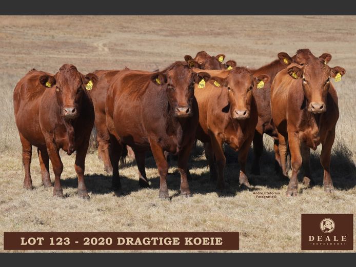 Dragtige koeie