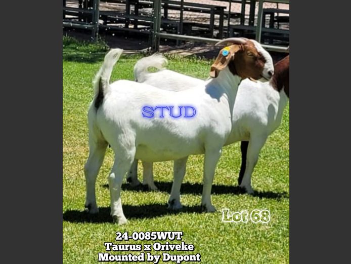 24-0085WUT | ORIVEREKE KLEINVEE STUD