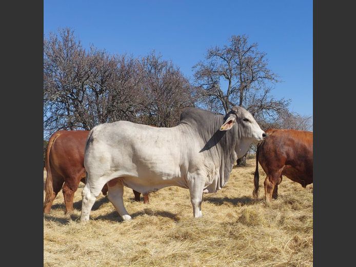 ZM20403 | LOVEDALE BOERDERY