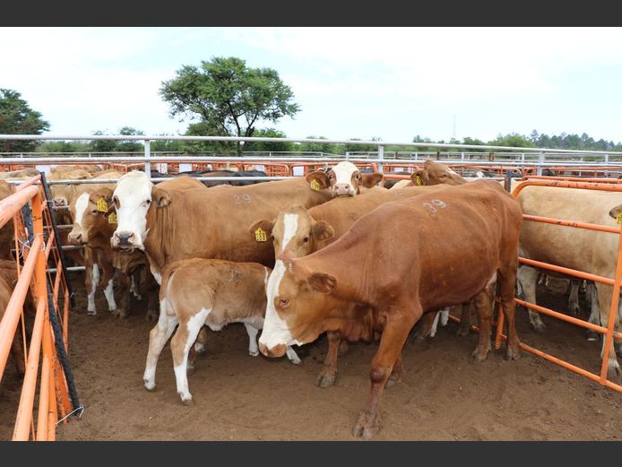 Commercial Animals | JP du Preez