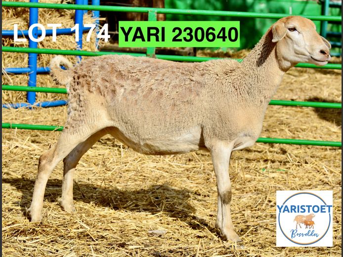 230640 | YARI STOET