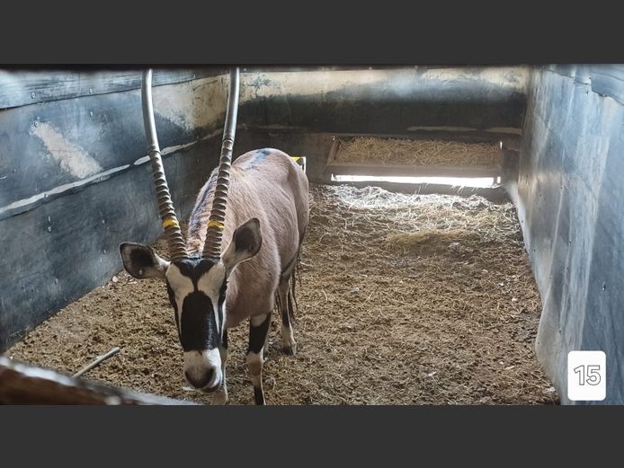 GEWONE GEMSBOK | LUSHOFF PETRUSBURG BOERDERY