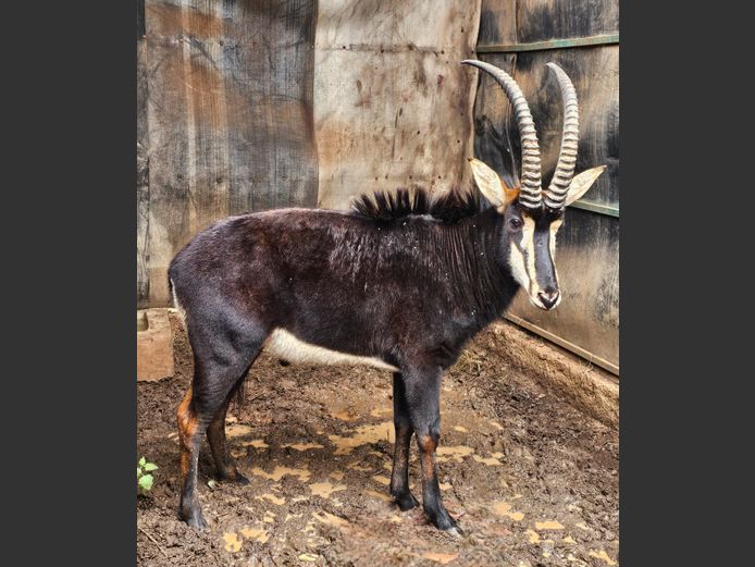 SABLE 33" | SABLE HILL SAFARIS
