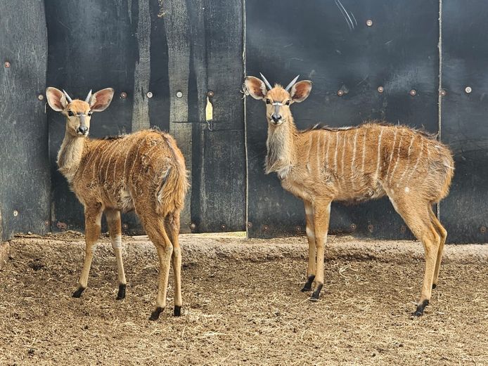 NYALA | MATOPPI WILD