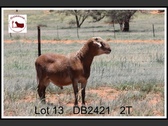 DB2421 | DANKBAAR MEATMASTERS