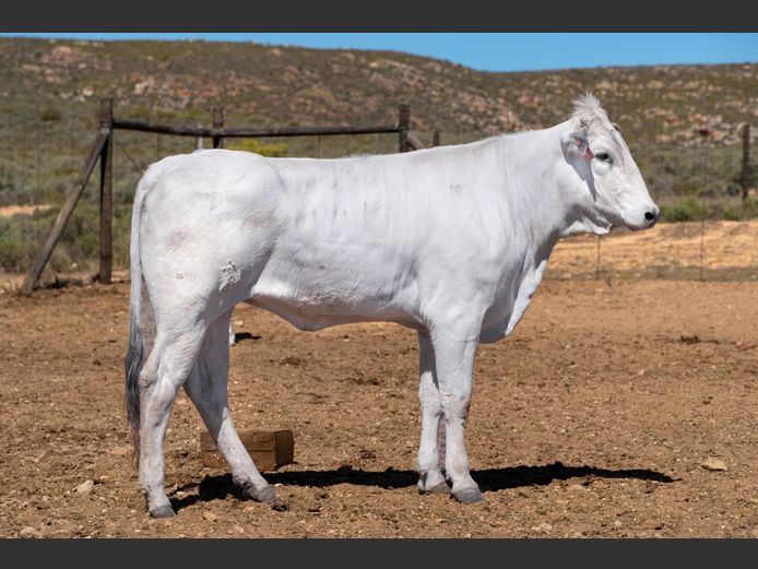 CECILLIA (MB 230045)