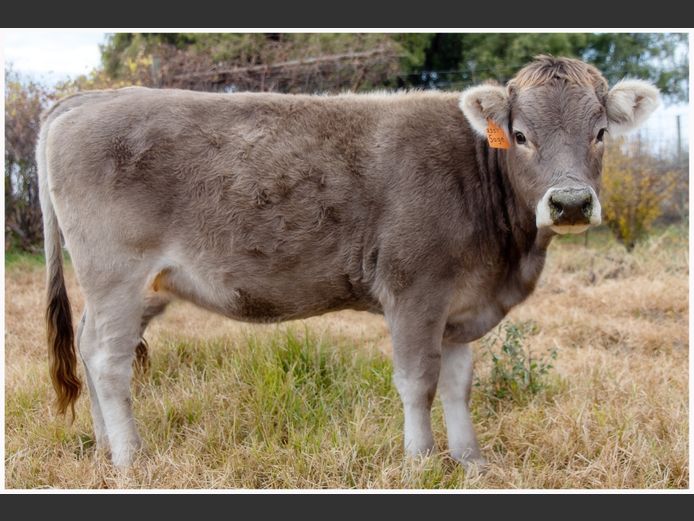 JC 230057 | JC BRAUNVIEH STUD