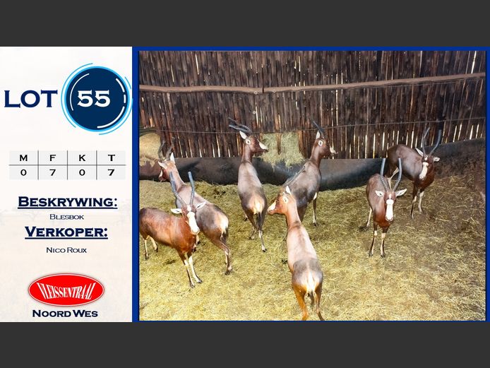 Blesbokke