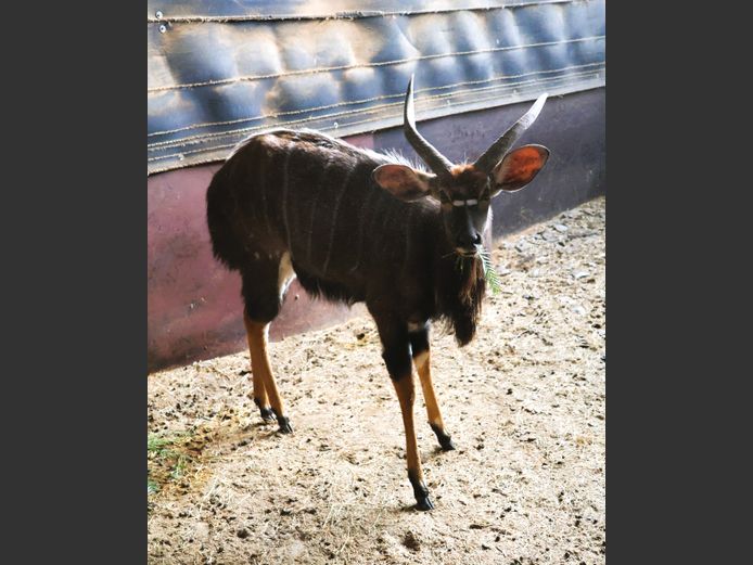 NYALA | AL BADENHORST