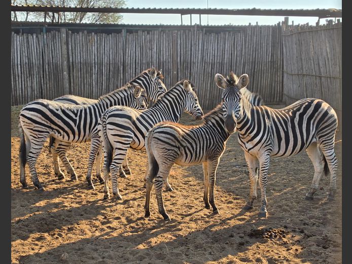 ZEBRA | FUMANIE LODGE