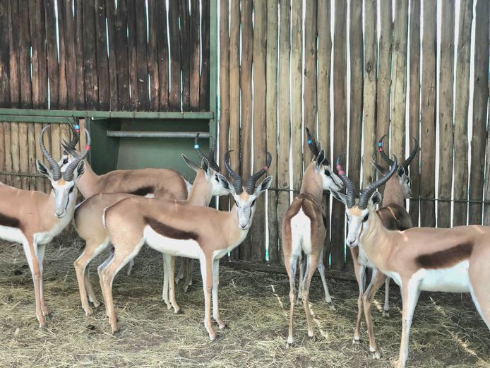 Springbok Damara | Johannes Wessels 