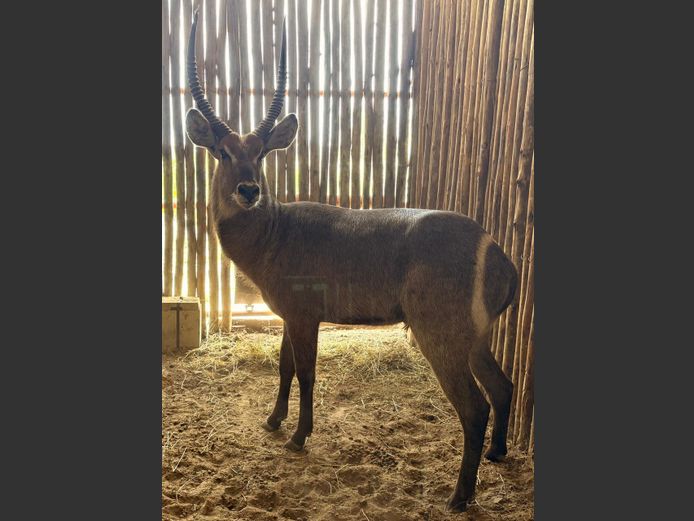 Waterbok Bul