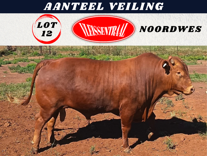 Commercial Animals