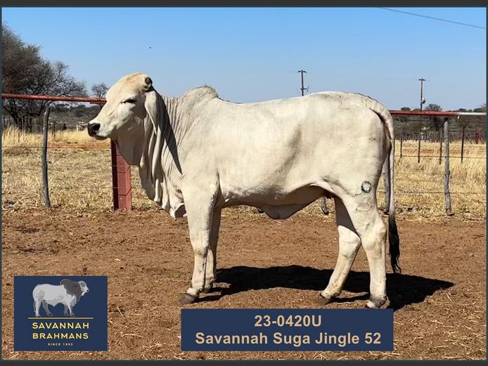 23-0420U | SAVANNAH BRAHMANS