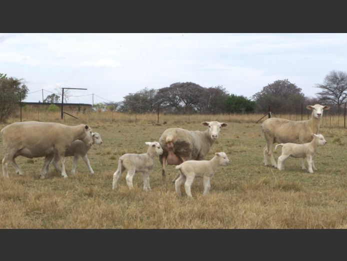 Commercial Animals | Thaba Kwena Dormers