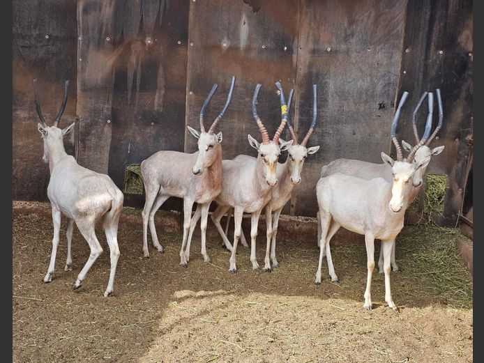 WHITE BLESBOK | HELICON