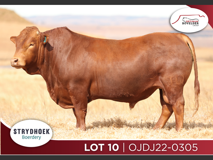 OJDJ22-0305