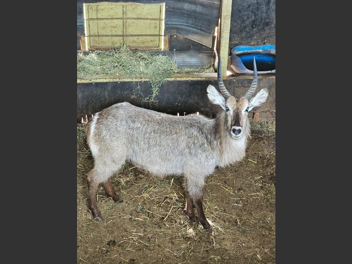 WATERBUCK | R.A.H. WILDLIFE