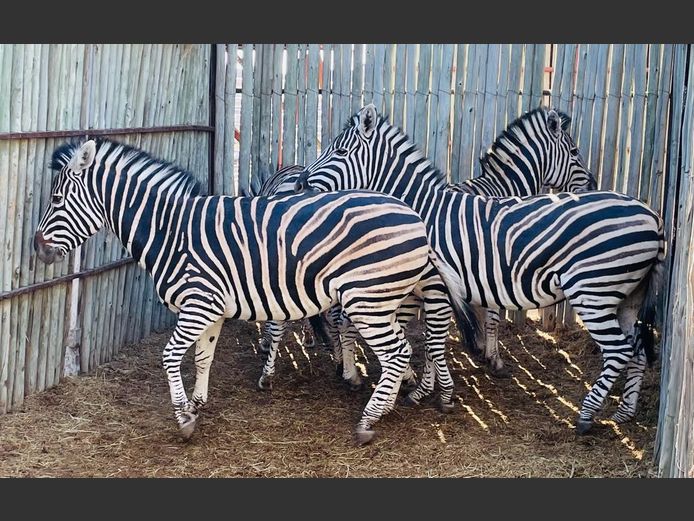 Zebras