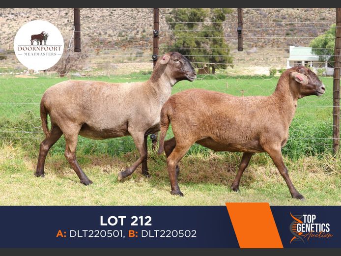 Ewes | DIRK LOTTER