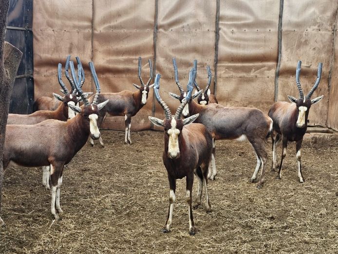 BLESBOK | HELICON