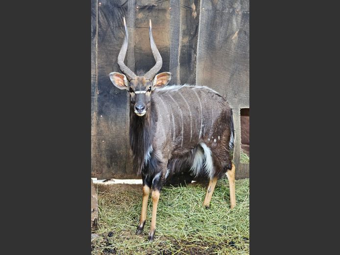 NYALA | DE KOCK BDY