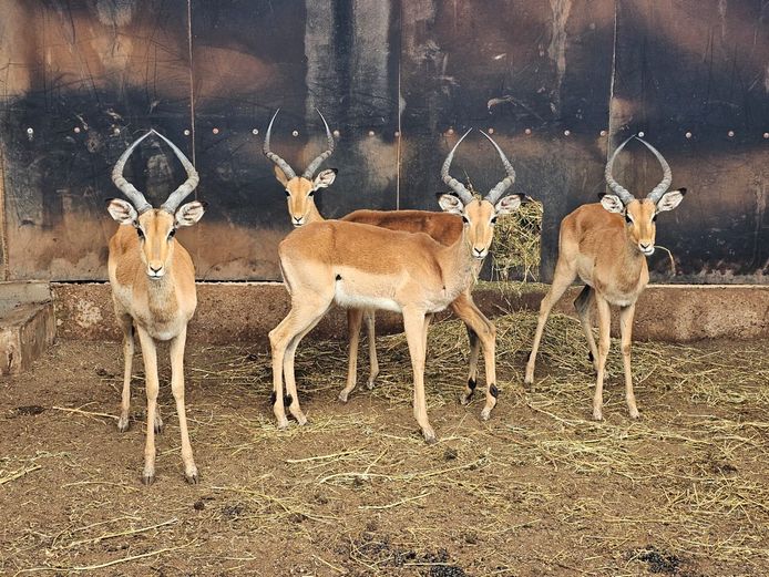 IMPALA | ROOIBOSKLOOF