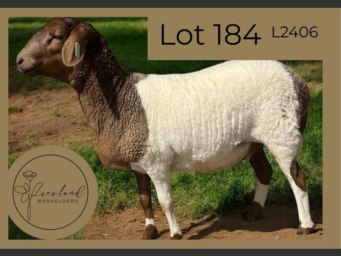 L2406 | LIEVLAND BOSVELDERS